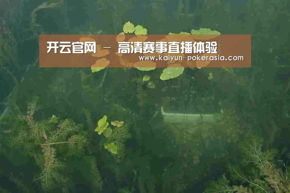 案例展示三